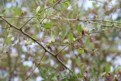 Capparis spinosa